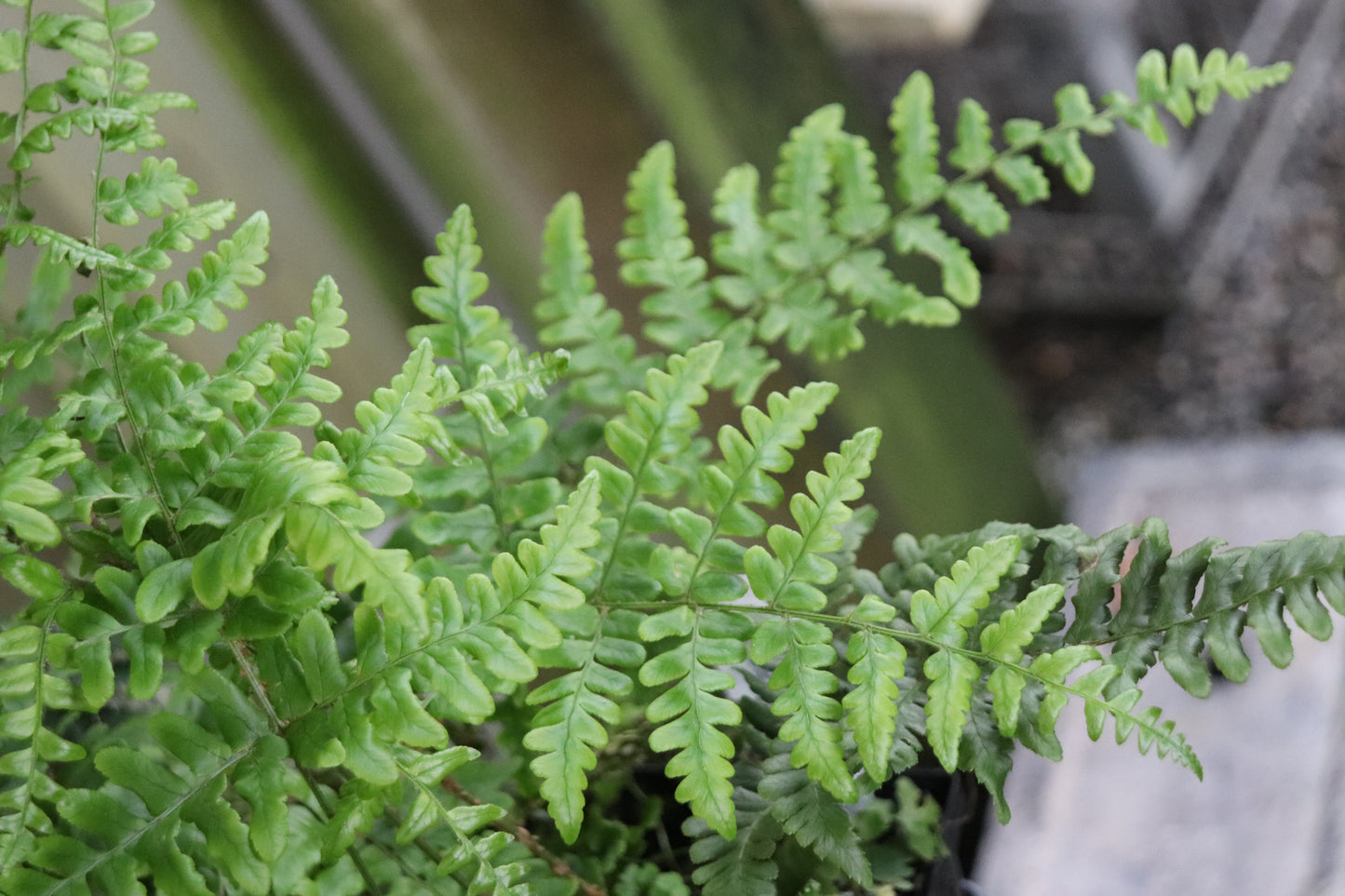 *RETAIL - Dryopteris championii