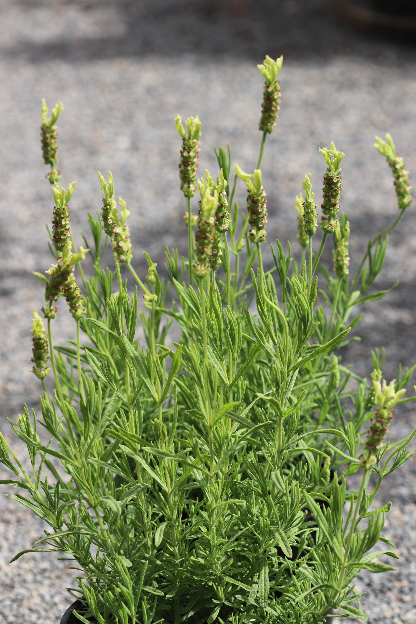 *RETAIL - Lavandula viridis - yellow flowers