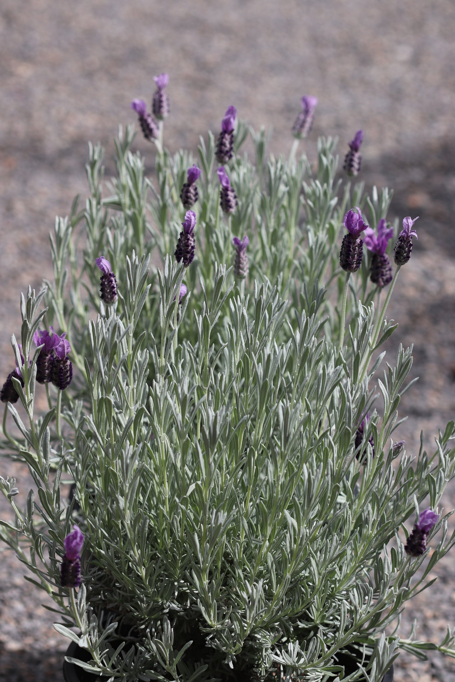 *RETAIL - Lavandula stoechas 'Silver Anouk'