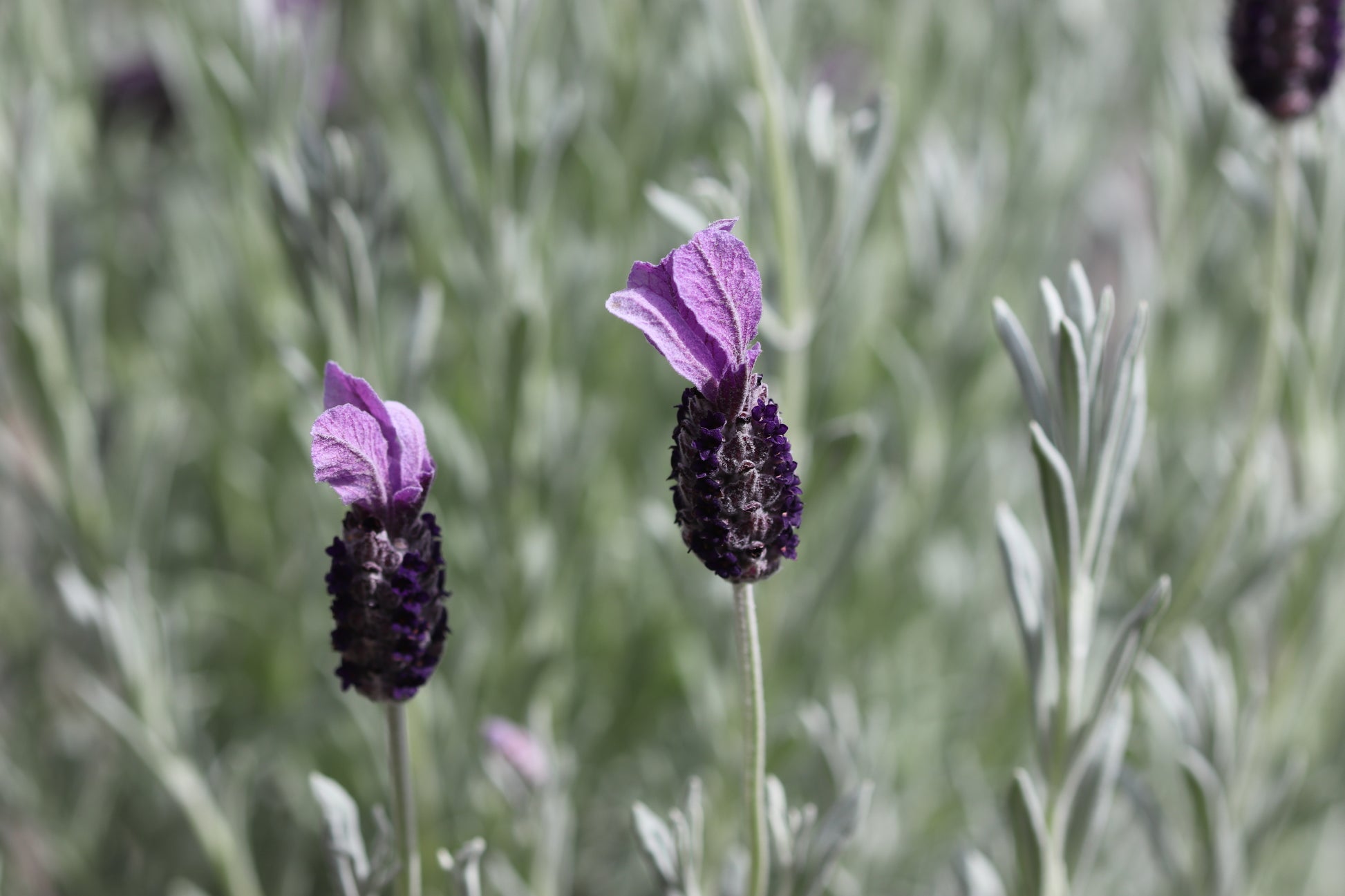 lavender silver plant Lavandula stoechas ‘Silver Anouk'