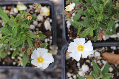 *RETAIL - Cistus x florentinus 'Tramontane'