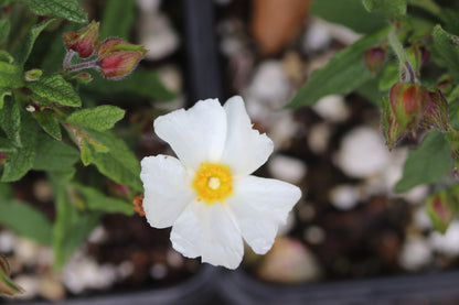 *RETAIL - Cistus x florentinus 'Tramontane'