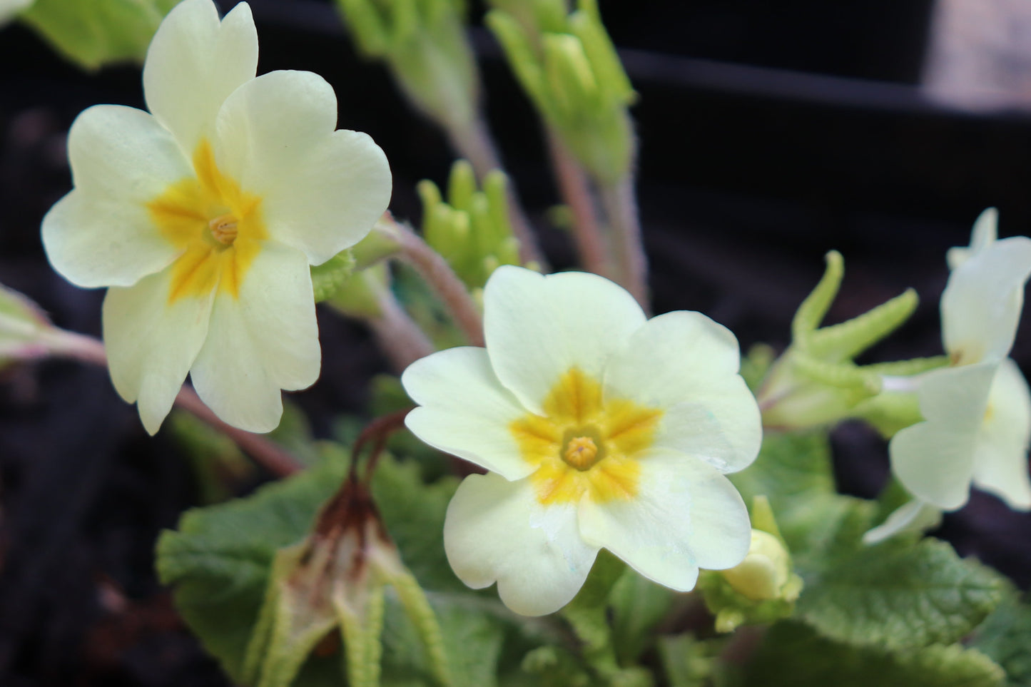 *RETAIL - Primula veris