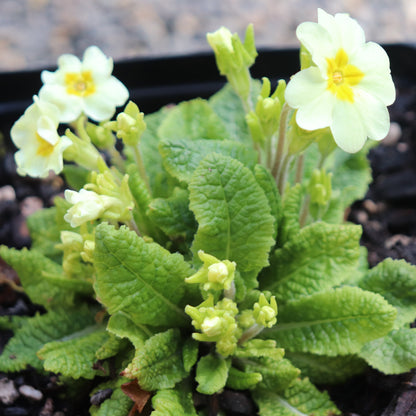*RETAIL - Primula veris