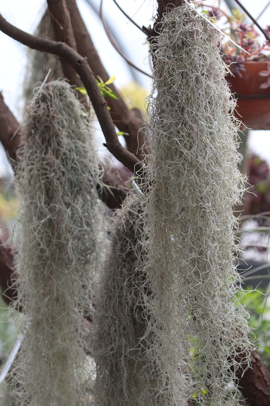 *RETAIL - Tillandsia usneoides