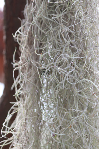 *RETAIL - Tillandsia usneoides