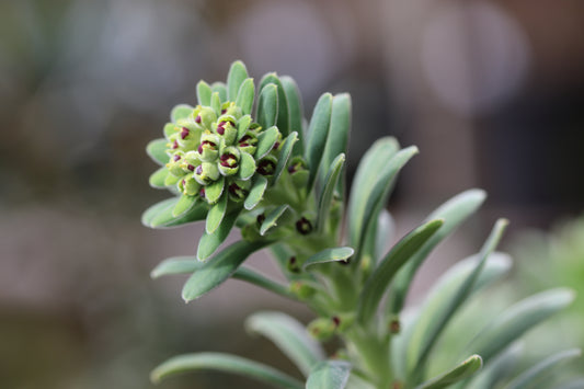 *RETAIL - Euphorbia characias 'Portuguese Velvet'