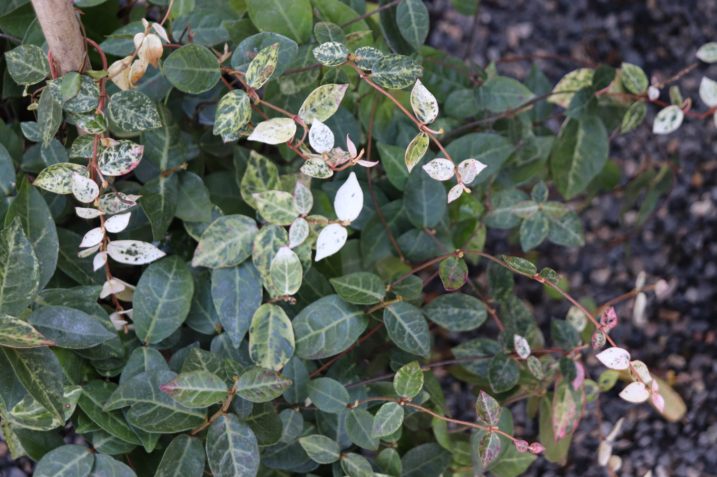 *RETAIL - Trachelospermum asiaticum 'Hatsuyuki'