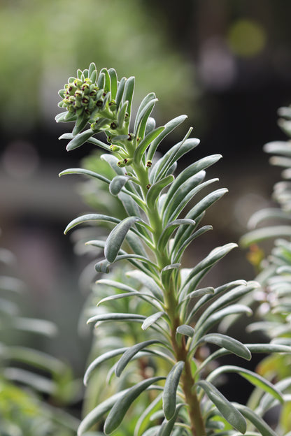 *RETAIL - Euphorbia characias 'Portuguese Velvet'