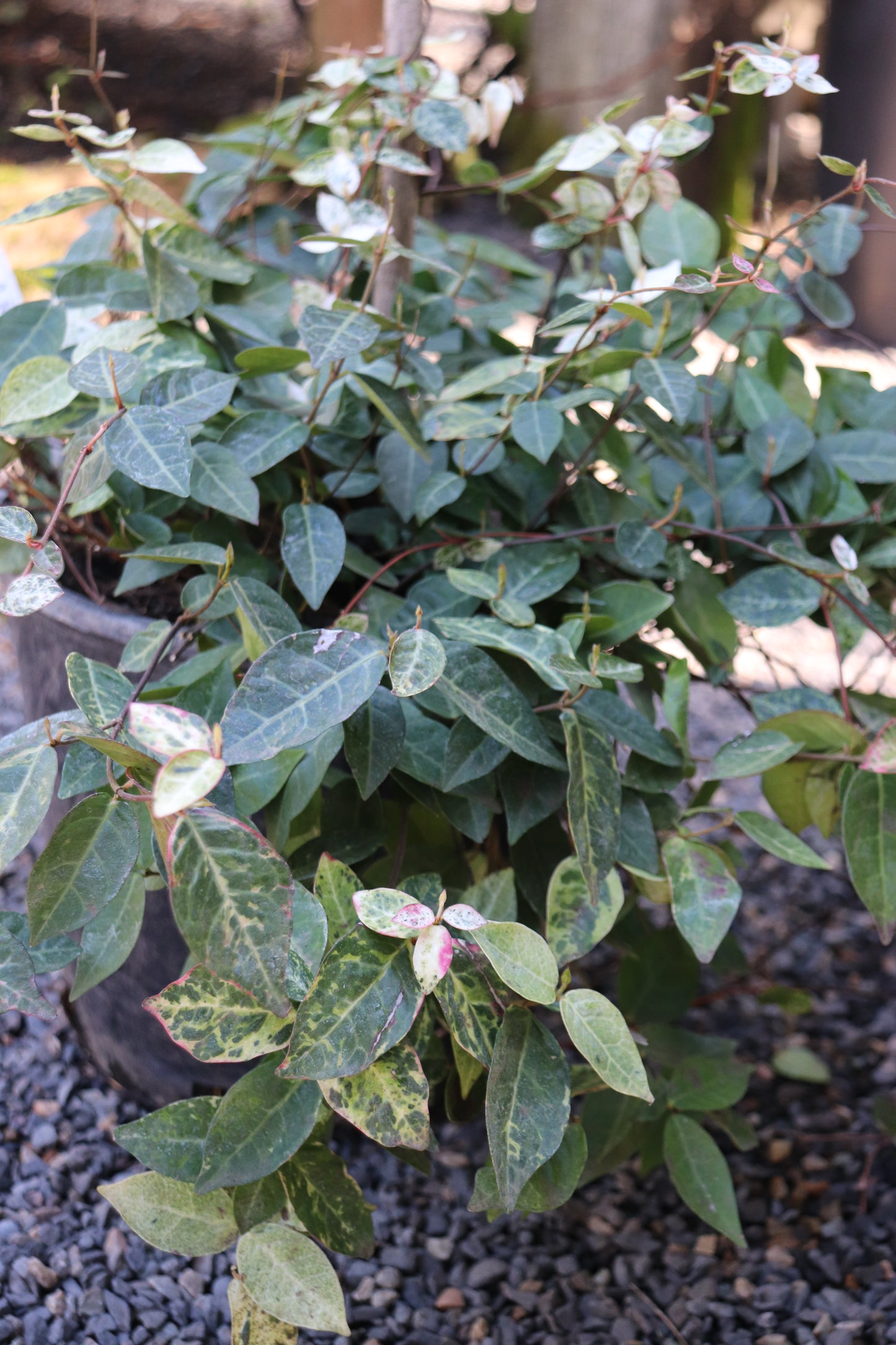 *RETAIL - Trachelospermum asiaticum 'Hatsuyuki'