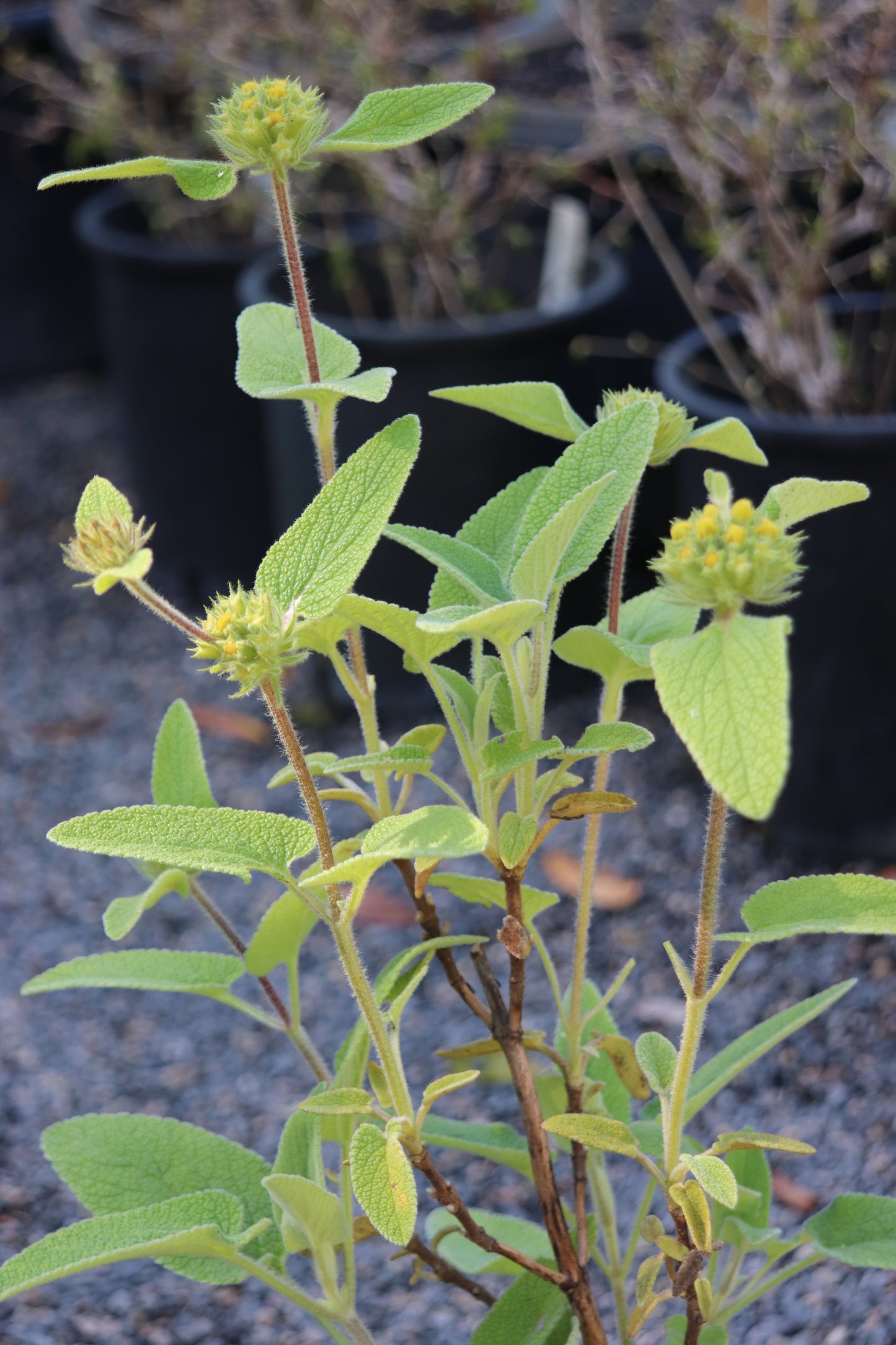 *RETAIL - Phlomis x termessi
