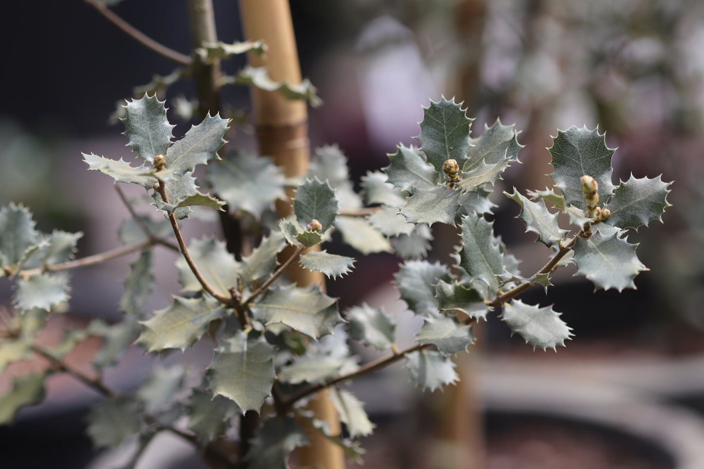 *RETAIL - Quercus rotundifolia