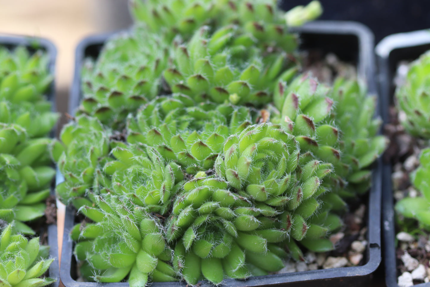 Sempervivum ciliosum