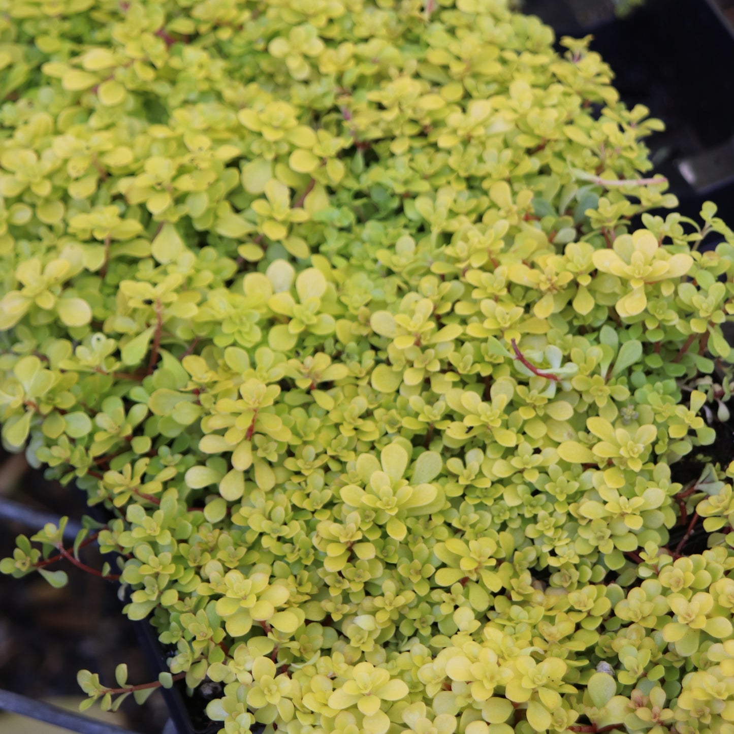 *RETAIL - Sedum makinoi 'Ogon'