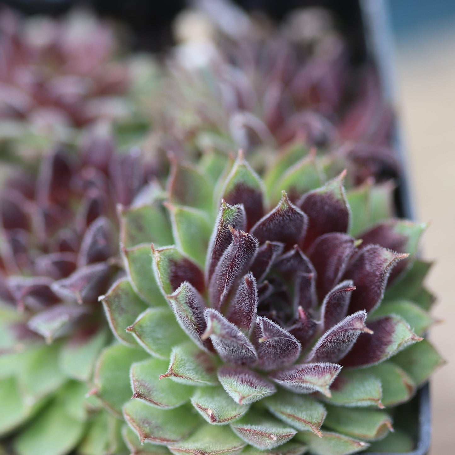 *RETAIL - Sempervivum 'Pacific Red Tide'