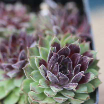*RETAIL - Sempervivum 'Pacific Red Tide'