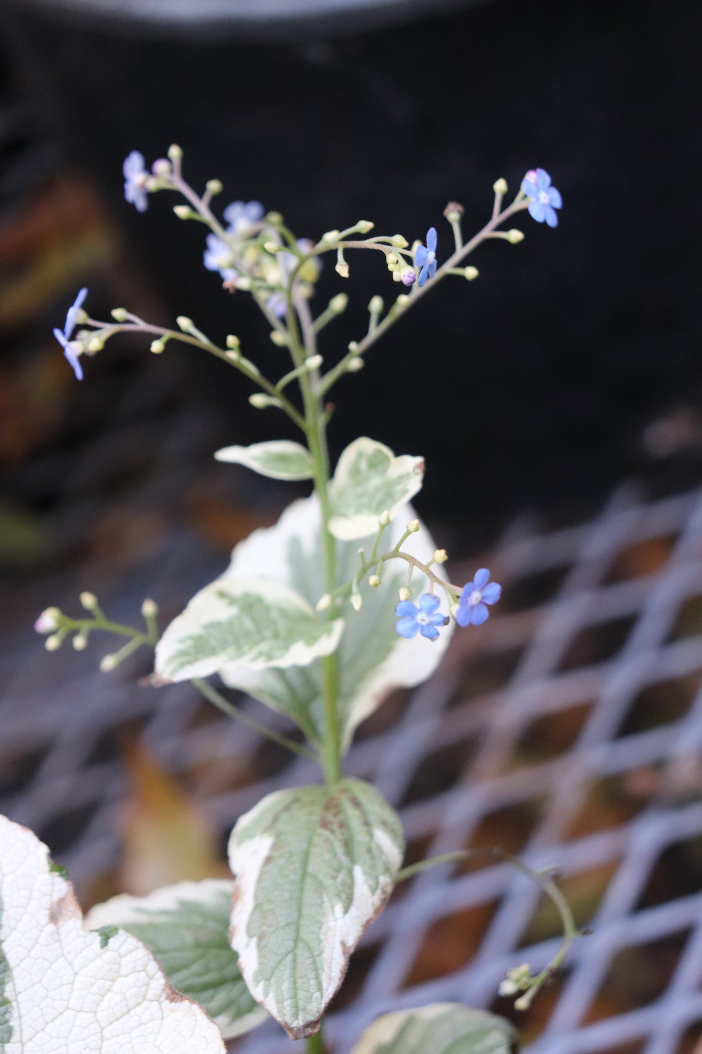 *RETAIL - Brunnera macrophylla 'Variegata'