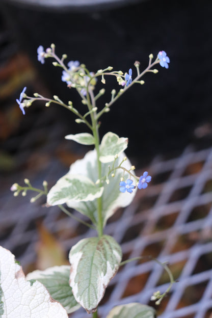 *RETAIL - Brunnera macrophylla 'Variegata'