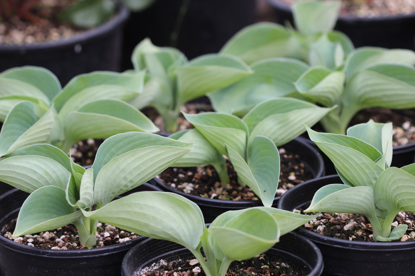 *RETAIL - Hosta 'Albiqua Drinking Gourd'