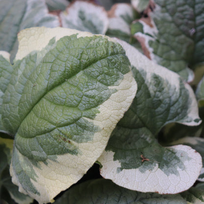 *RETAIL - Brunnera macrophylla 'Variegata'