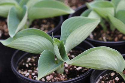 *RETAIL - Hosta 'Albiqua Drinking Gourd'