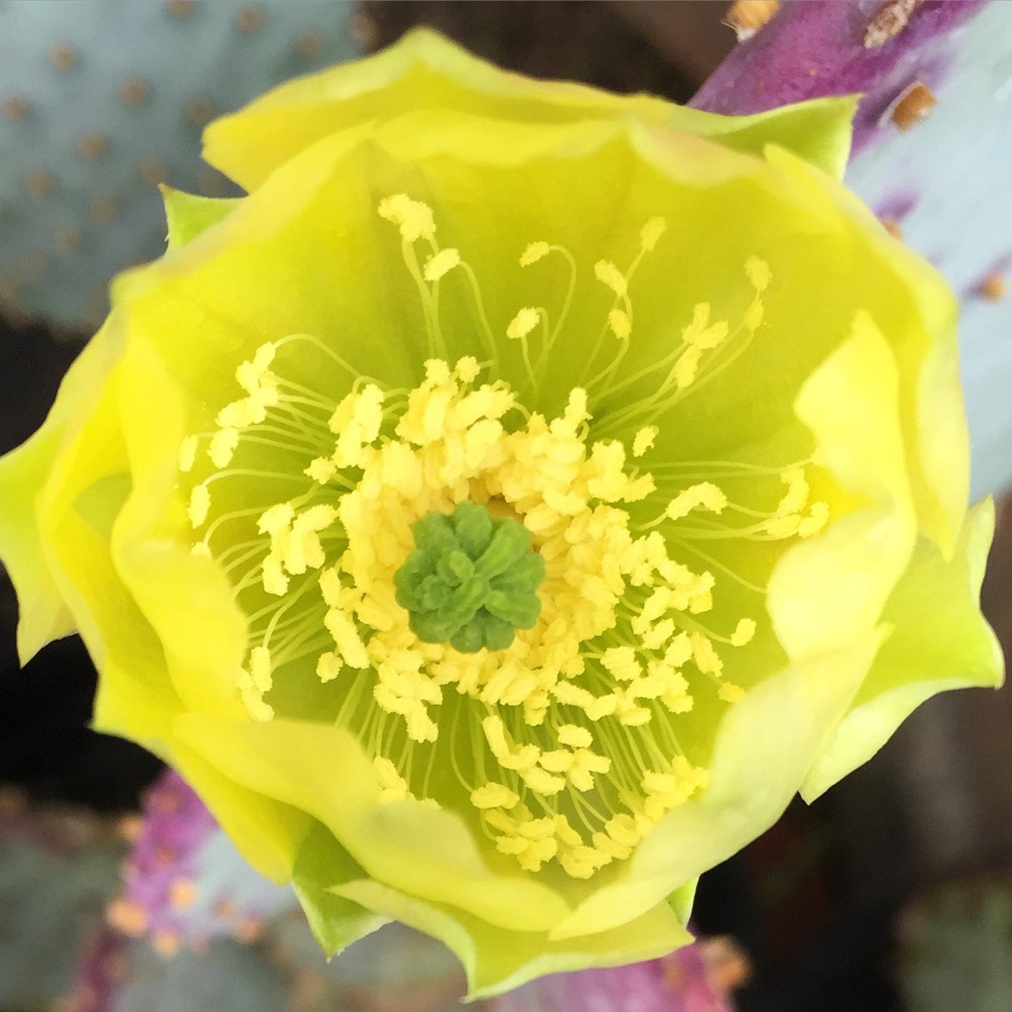 *RETAIL - Opuntia santa-rita 'Tubac'