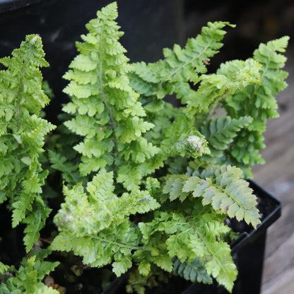 *RETAIL - Polystichum setiferum 'Congestum'