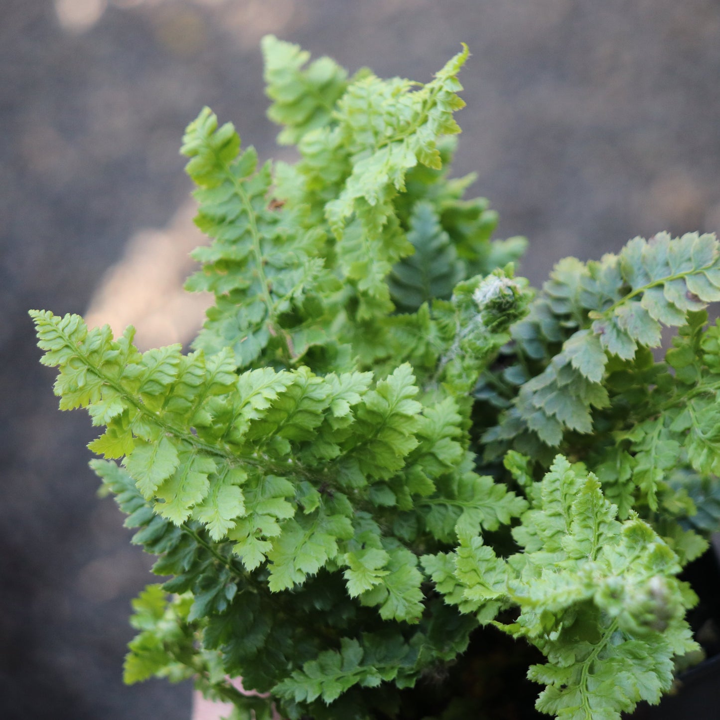 *RETAIL - Polystichum setiferum 'Congestum'