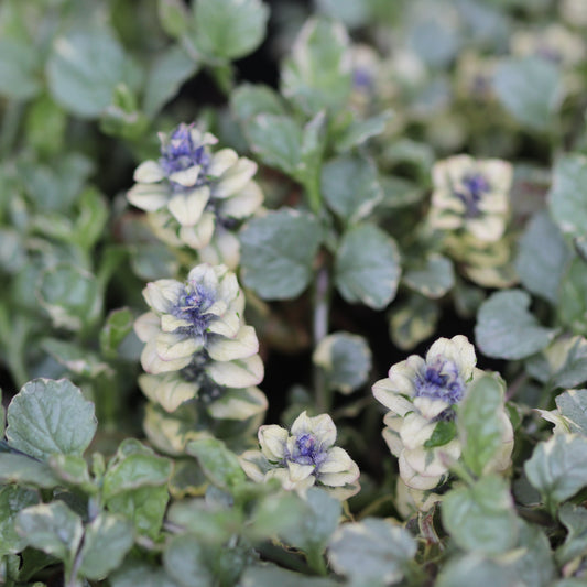 *RETAIL - Ajuga reptans 'Silver Queen'