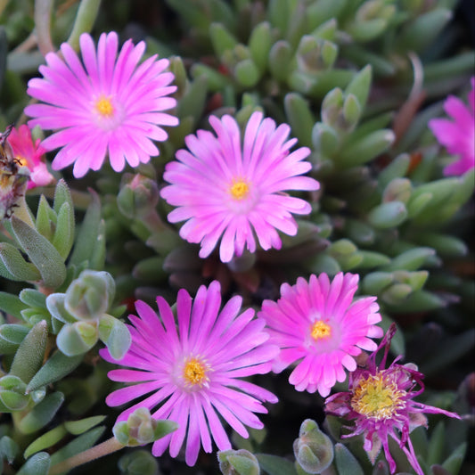 *RETAIL - Delosperma x 'Jewel of the Desert Candystone'