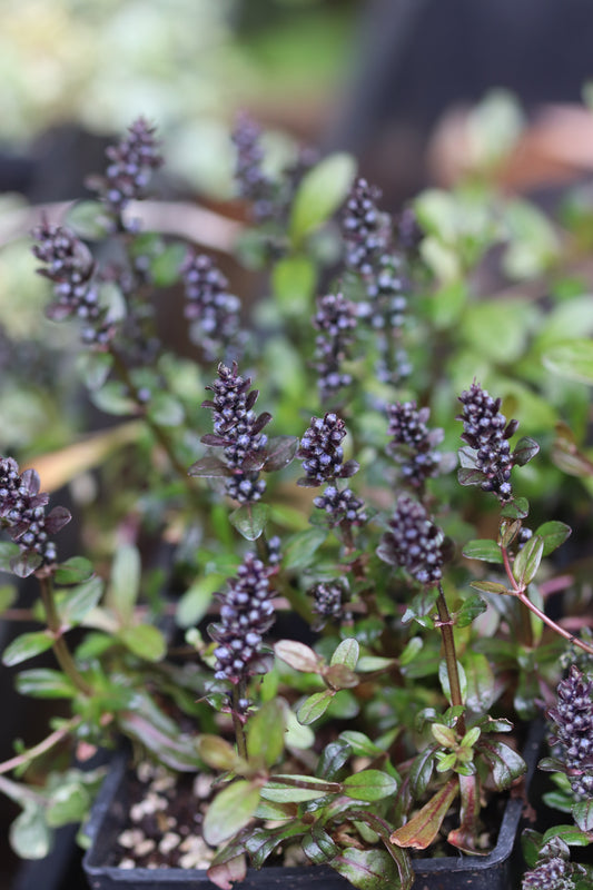 *RETAIL - Ajuga reptans 'Chocolate Chip'