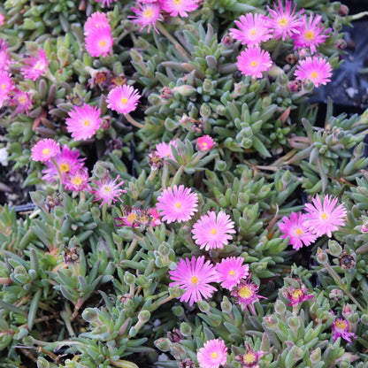 *RETAIL - Delosperma x 'Jewel of the Desert Candystone'
