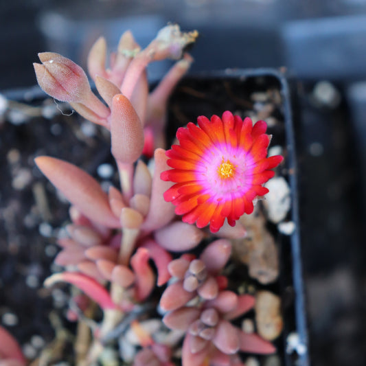 *RETAIL - Delosperma x 'Jewel of the Desert Grenade'
