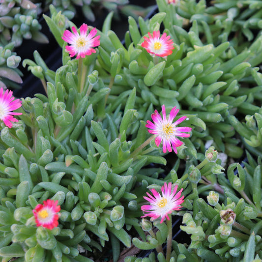 *RETAIL - Delosperma x 'Jewel of the Desert Ruby'