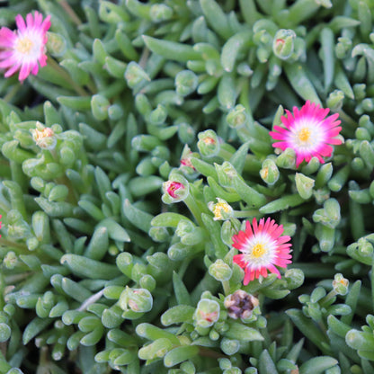 *RETAIL - Delosperma x 'Jewel of the Desert Ruby'