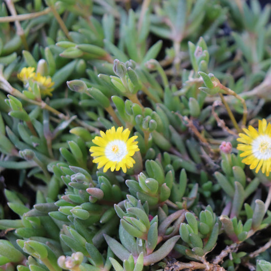 *RETAIL - Delosperma x 'Jewel of the Desert Peridot'