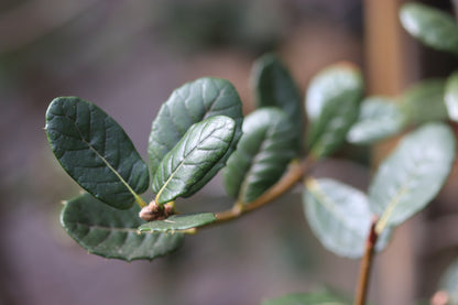 *RETAIL - Quercus guyavifolia