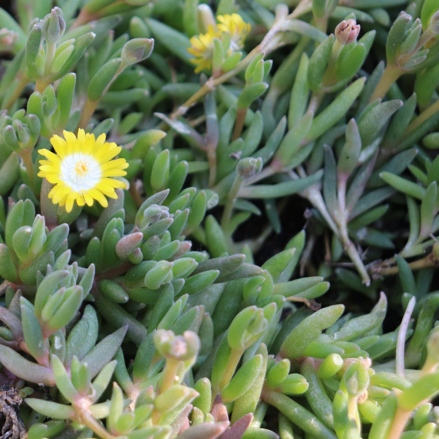 *RETAIL - Delosperma x 'Jewel of the Desert Peridot'