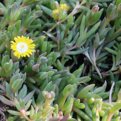 *RETAIL - Delosperma x 'Jewel of the Desert Peridot'