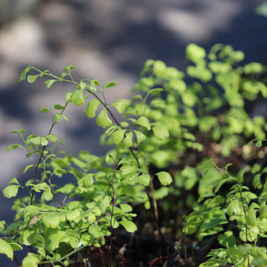 *RETAIL - Adiantum capillus-veneris