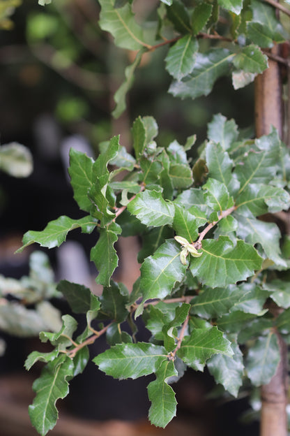 *RETAIL - Quercus tomentella [Arroyo Grande]