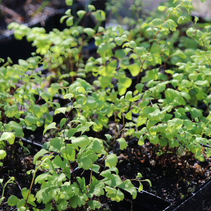 *RETAIL - Adiantum capillus-veneris