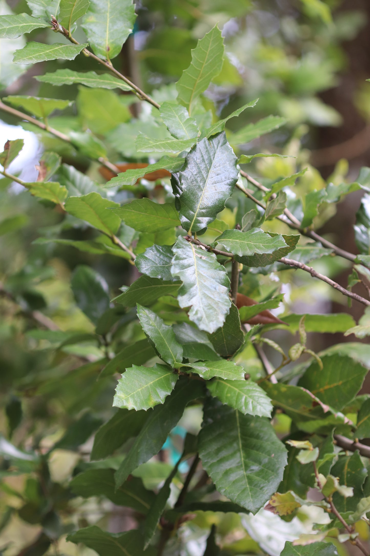 *RETAIL - Quercus tomentella [Arroyo Grande]