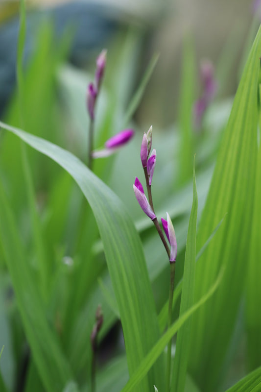 *RETAIL - Bletilla striata [solid rose/purple]