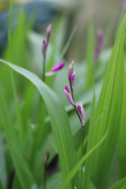 Bletilla striata [solid rose/purple]