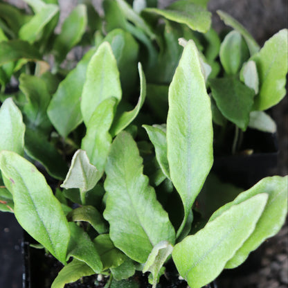 *RETAIL - Pyrrosia lingua 'Undulata'