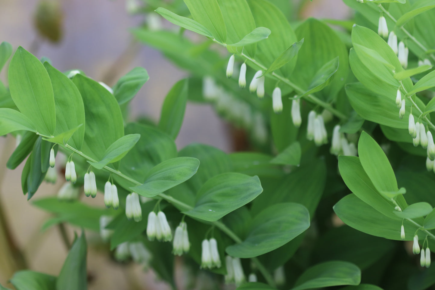 Polygonatum biflorum