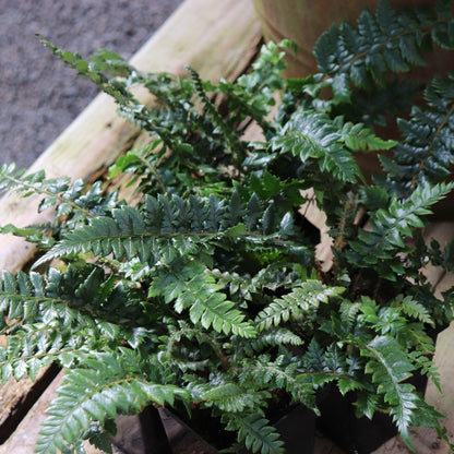 *RETAIL - Polystichum neolobatum