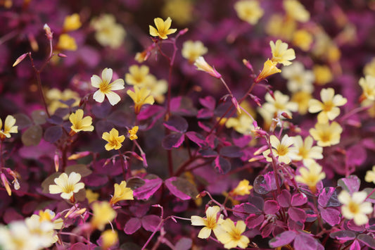 Oxalis 'Plum Crazy'