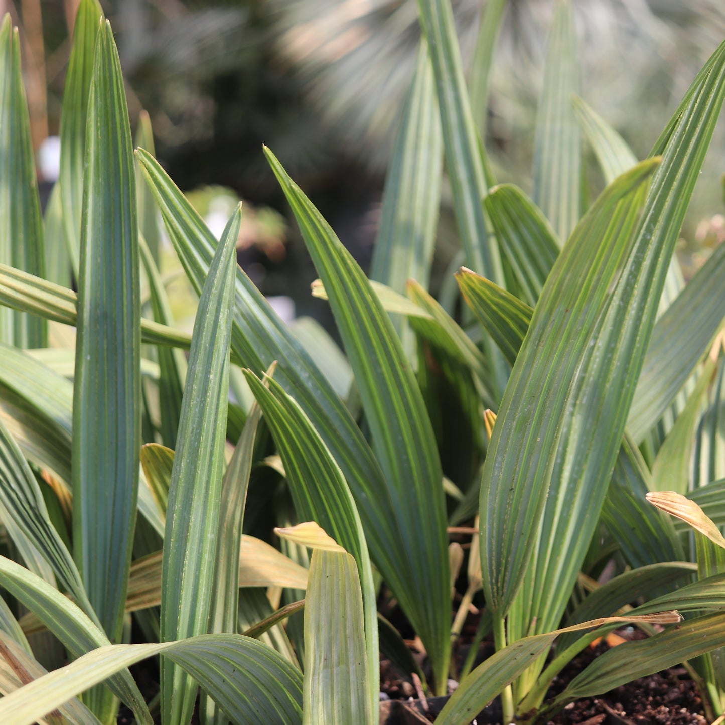 *RETAIL - Sabal minor 'Cherokee'